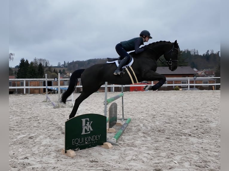 Holsteiner Wallach 6 Jahre 163 cm Rappe in Prague