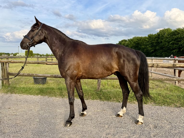 Holsteiner Wallach 6 Jahre 163 cm Rappe in Grevenbroich