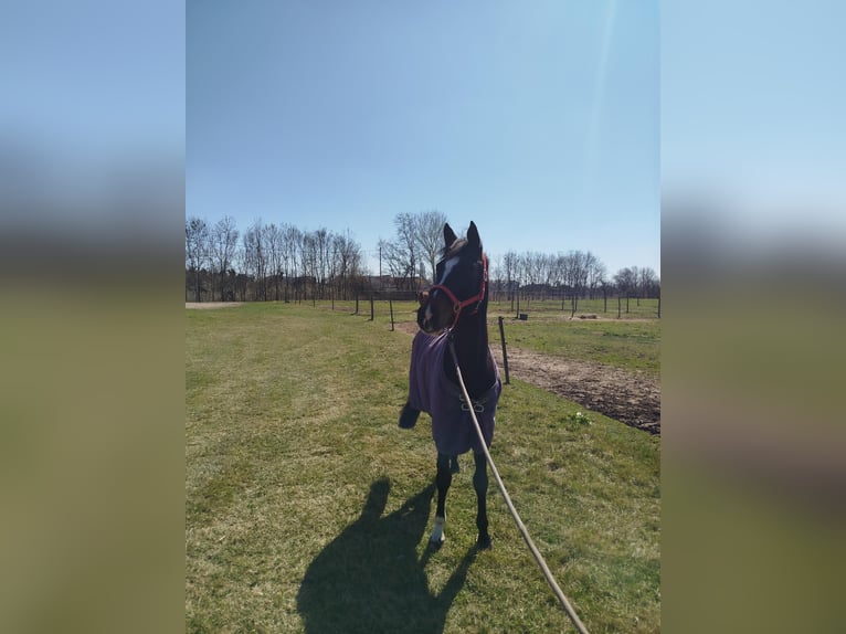 Holsteiner Wallach 6 Jahre 164 cm Brauner in Szigethalom