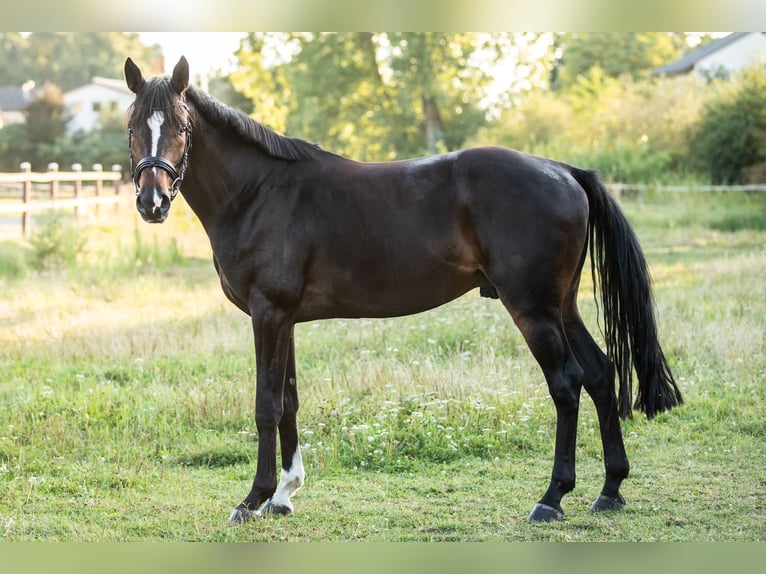 Holsteiner Wallach 6 Jahre 164 cm Brauner in Szigethalom