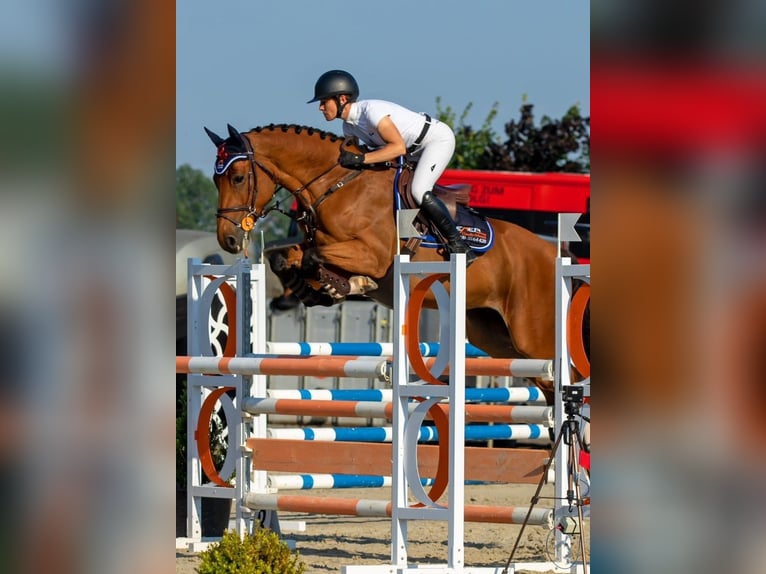 Holsteiner Wallach 6 Jahre 164 cm Brauner in Krusenhagen