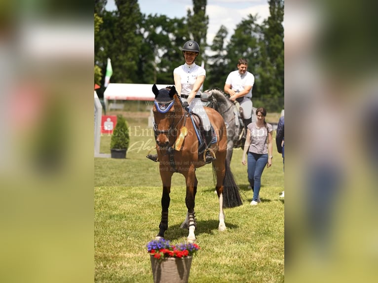 Holsteiner Wallach 6 Jahre 164 cm Brauner in Krusenhagen