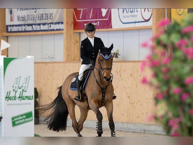 Holsteiner Wallach 6 Jahre 164 cm Brauner in Krusenhagen