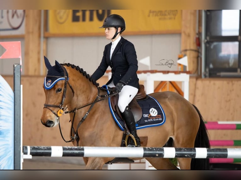 Holsteiner Wallach 6 Jahre 164 cm Brauner in Krusenhagen