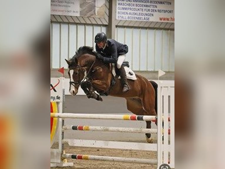 Holsteiner Wallach 6 Jahre 164 cm Brauner in Verden (Aller)