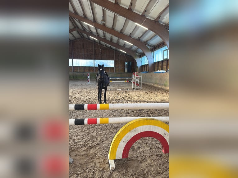 Holsteiner Wallach 6 Jahre 164 cm Rappe in Bayreuth