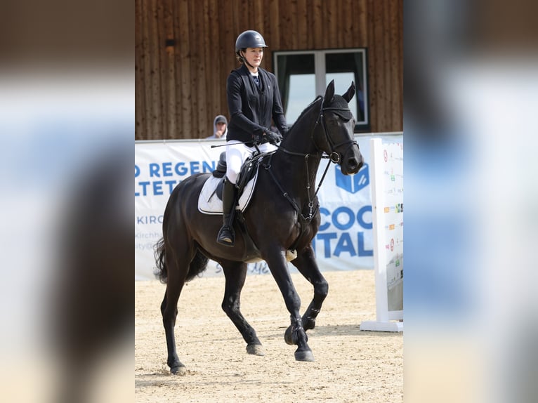 Holsteiner Wallach 6 Jahre 164 cm Rappe in Hartlmühl