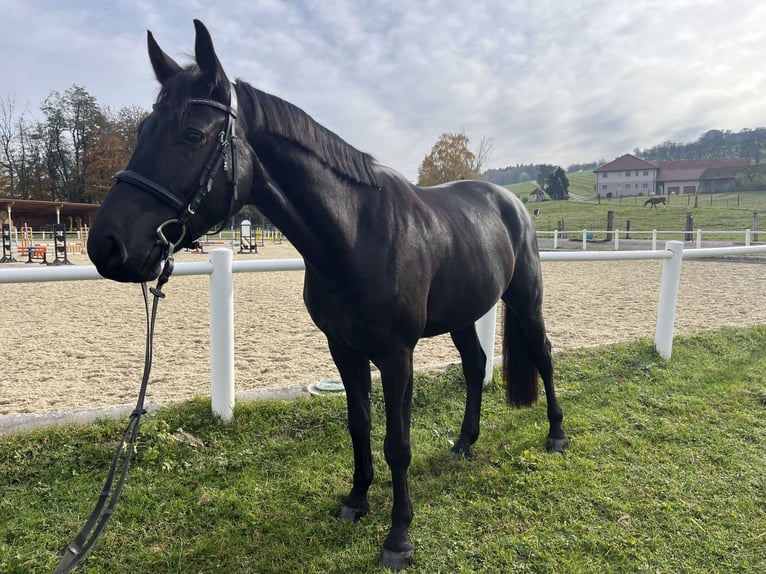 Holsteiner Wallach 6 Jahre 164 cm Rappe in Hartlmühl