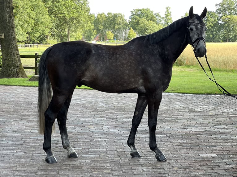 Holsteiner Wallach 6 Jahre 164 cm Schimmel in Holdorf