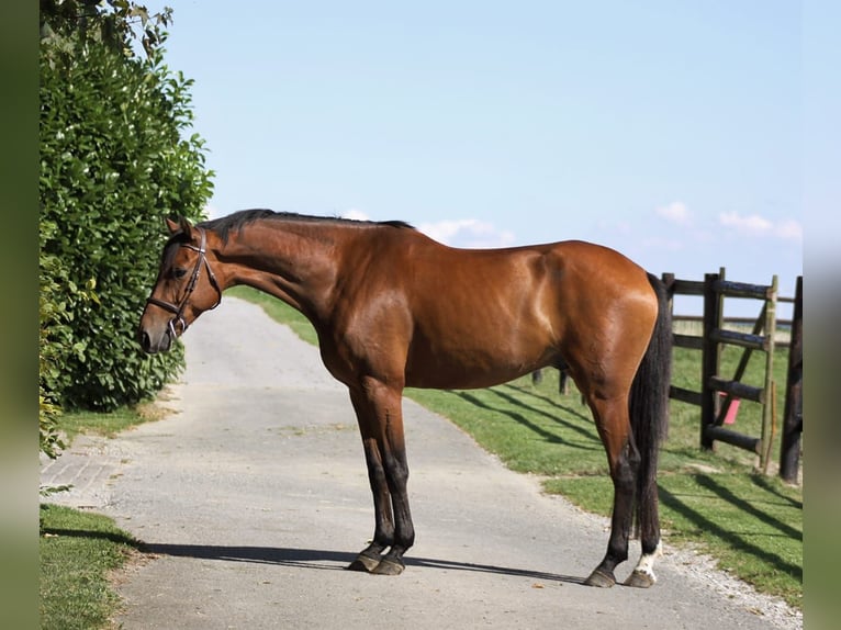 Holsteiner Wallach 6 Jahre 165 cm Brauner in GROTE-BROGEL