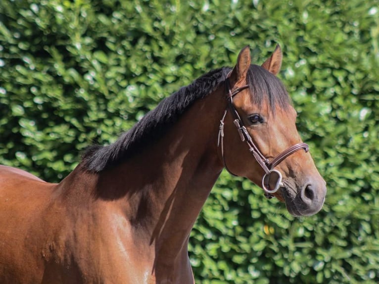 Holsteiner Wallach 6 Jahre 165 cm Brauner in GROTE-BROGEL