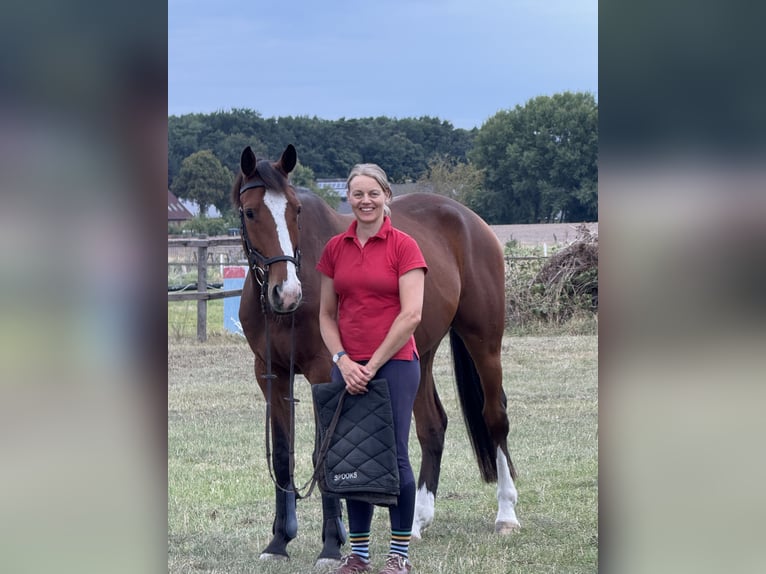 Holsteiner Wallach 6 Jahre 165 cm Brauner in Verden (Aller)Verden