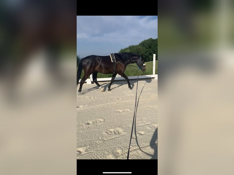 Holsteiner Mix Wallach 6 Jahre 165 cm Dunkelbrauner in Krunkel