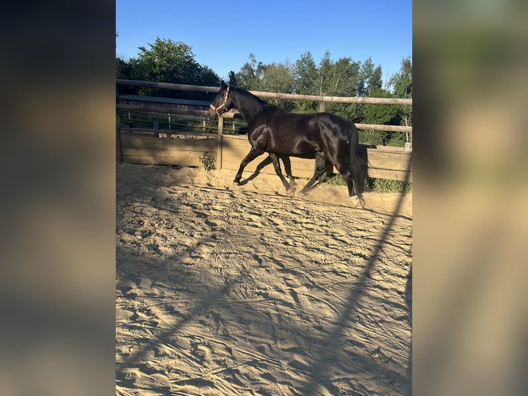 Holsteiner Mix Wallach 6 Jahre 165 cm Dunkelbrauner in Krunkel