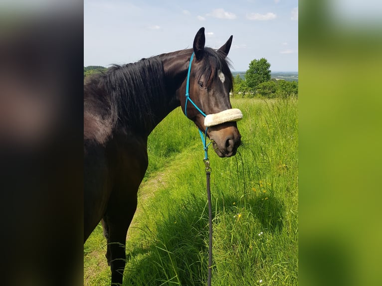 Holsteiner Mix Wallach 6 Jahre 165 cm Dunkelbrauner in Krunkel