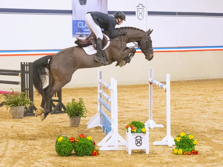 Holsteiner Wallach 6 Jahre 165 cm Dunkelbrauner in Elmshorn