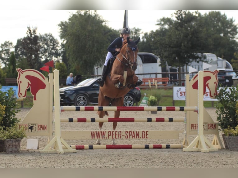 Holsteiner Wallach 6 Jahre 165 cm Fuchs in Ahrensbök