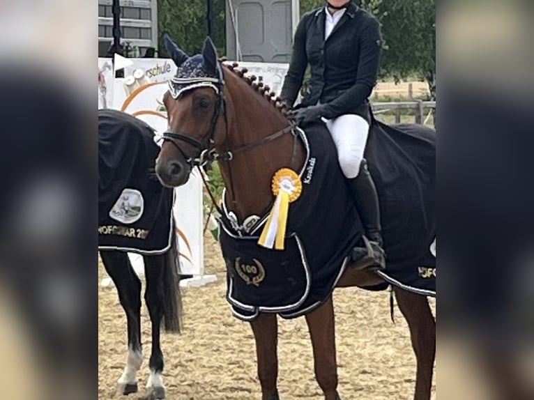 Holsteiner Wallach 6 Jahre 165 cm Fuchs in Borchen