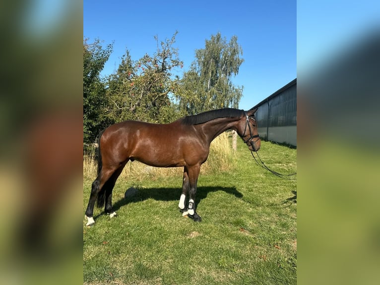 Holsteiner Wallach 6 Jahre 166 cm Brauner in Luhmühlen