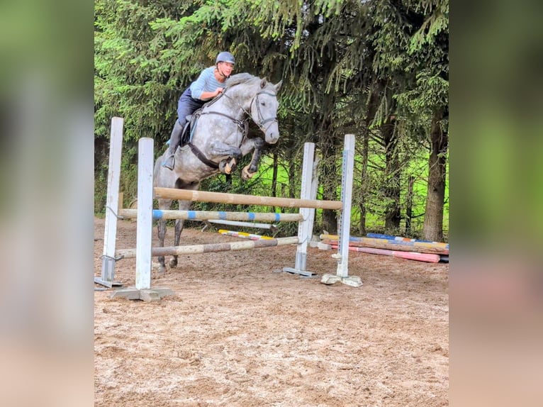 Holsteiner Wallach 6 Jahre 166 cm Schimmel in Goldkronach