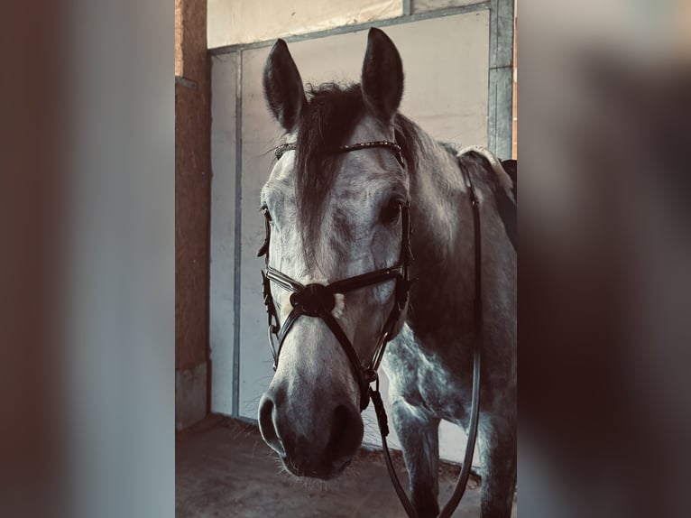 Holsteiner Wallach 6 Jahre 167 cm Apfelschimmel in Leutershausen