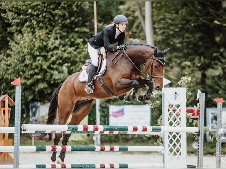 Holsteiner Wallach 6 Jahre 167 cm in Bad Bergzabern