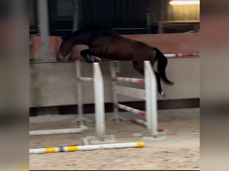 Holsteiner Wallach 6 Jahre 167 cm in Bad Bergzabern