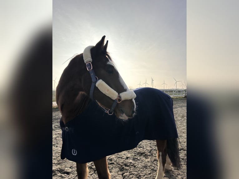Holsteiner Wallach 6 Jahre 168 cm Brauner in Eddelak