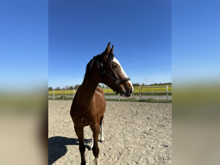 Holsteiner Wallach 6 Jahre 168 cm Brauner in Eddelak