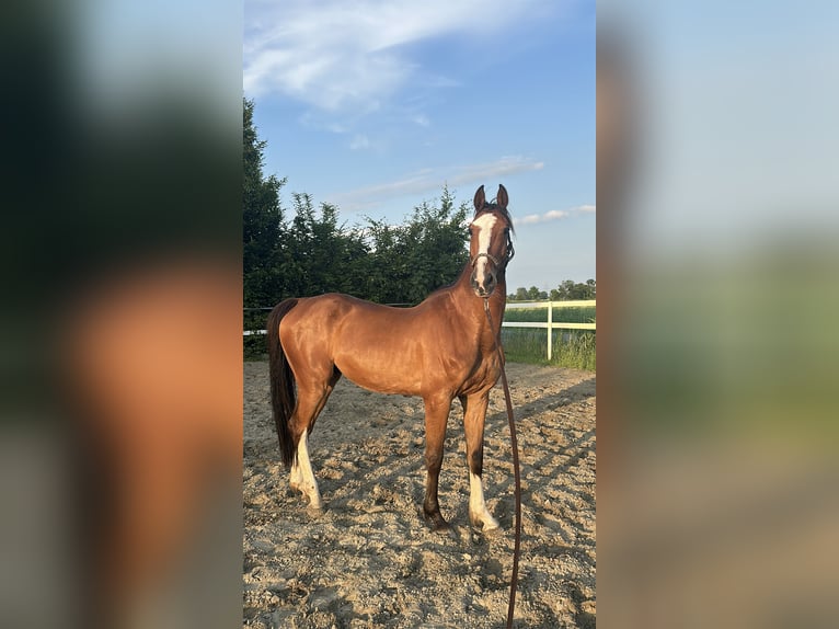 Holsteiner Wallach 6 Jahre 168 cm Brauner in Eddelak