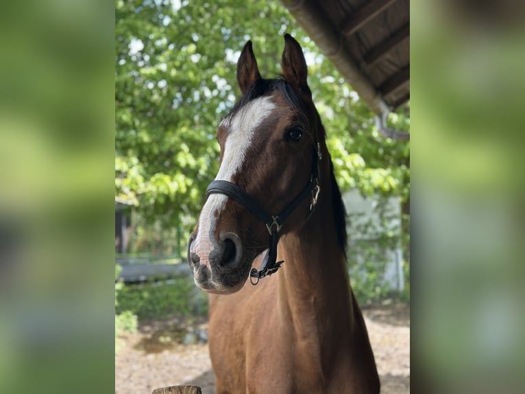 Holsteiner Wallach 6 Jahre 168 cm Brauner in Eddelak