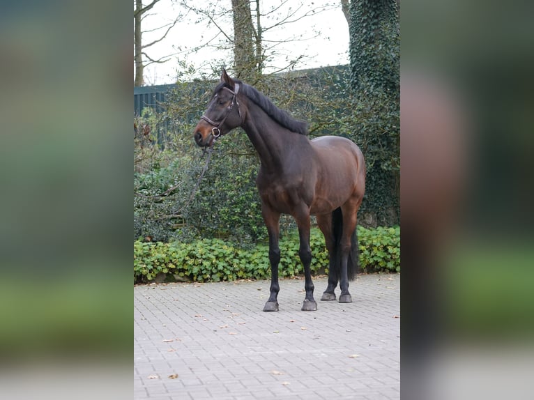 Holsteiner Wallach 6 Jahre 168 cm Brauner in Horstmar