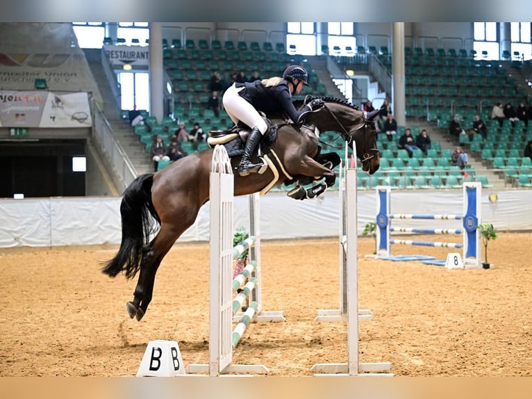 Holsteiner Wallach 6 Jahre 168 cm Brauner in Friedberg
