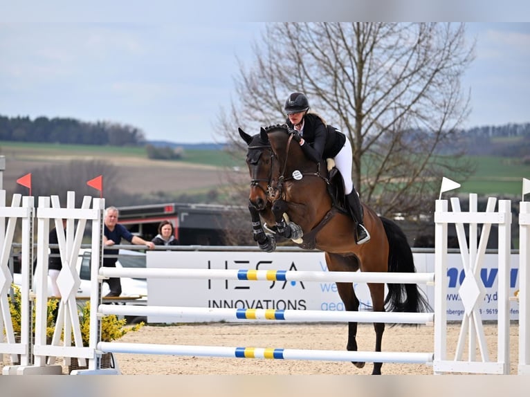 Holsteiner Wallach 6 Jahre 168 cm Brauner in Friedberg