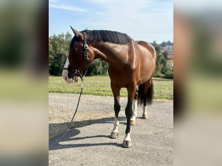 Holsteiner Wallach 6 Jahre 168 cm Brauner in Altusried