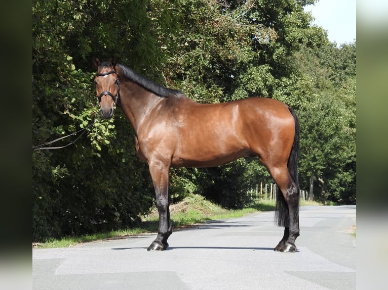 Holsteiner Wallach 6 Jahre 168 cm Brauner in Verl