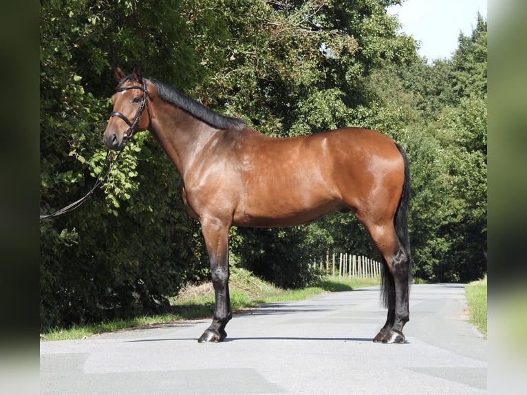 Holsteiner Wallach 6 Jahre 168 cm Brauner in Verl