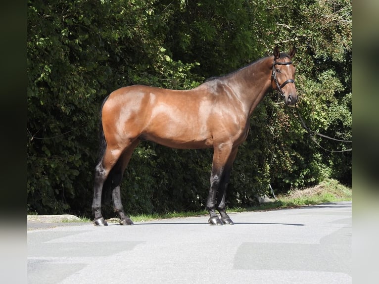 Holsteiner Wallach 6 Jahre 168 cm Brauner in Verl