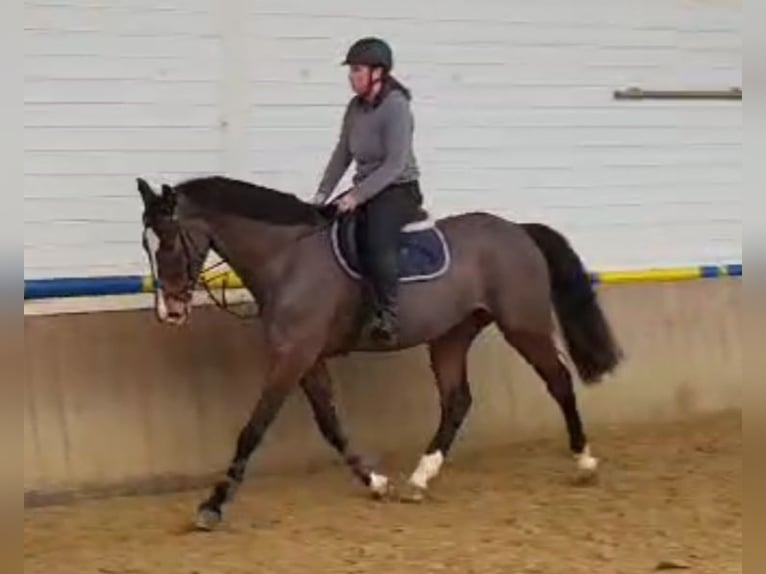 Holsteiner Wallach 6 Jahre 168 cm Brauner in Nieheim