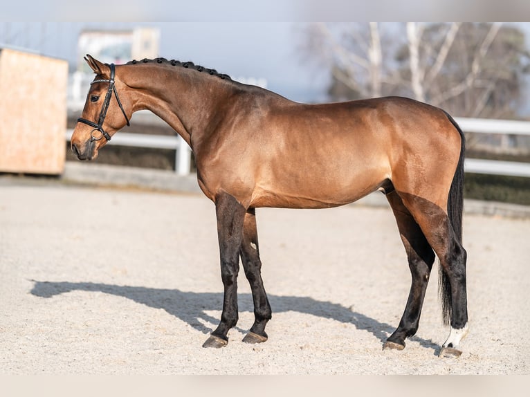 Holsteiner Wallach 6 Jahre 168 cm Brauner in Zduchovice