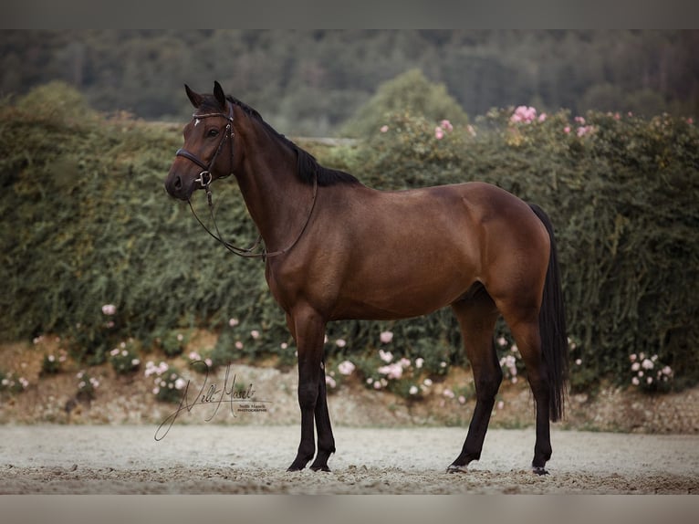 Holsteiner Wallach 6 Jahre 168 cm Dunkelbrauner in Einbeck