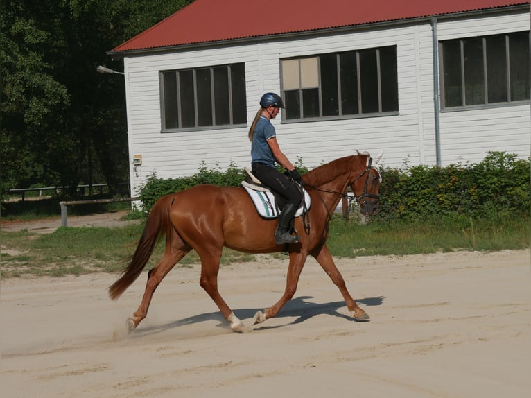 Holsteiner Wallach 6 Jahre 168 cm Fuchs in Sinzing