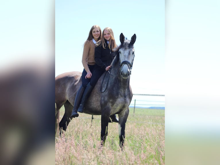 Holsteiner Wallach 6 Jahre 168 cm Schimmel in Strullendorf