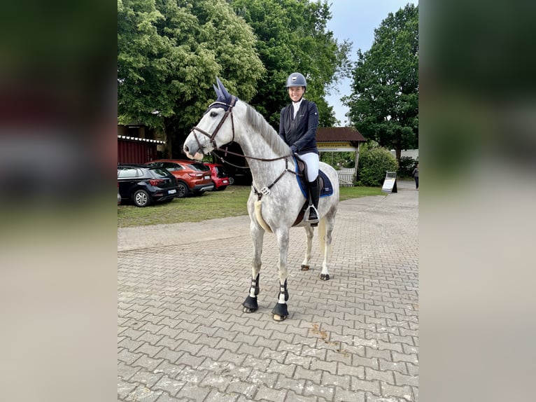 Holsteiner Wallach 6 Jahre 168 cm Schimmel in Schulendorf