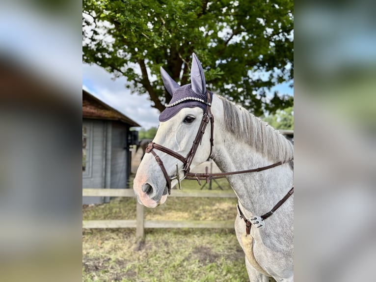 Holsteiner Wallach 6 Jahre 168 cm Schimmel in Schulendorf