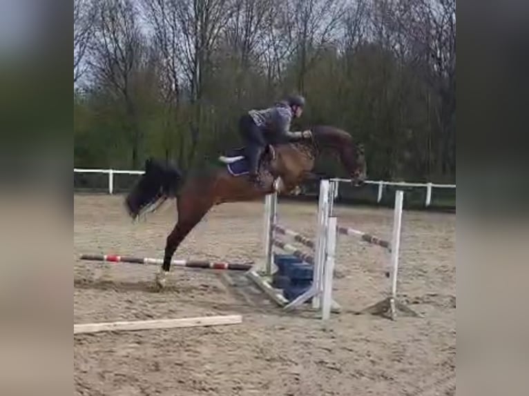 Holsteiner Wallach 6 Jahre 169 cm Brauner in Nieheim