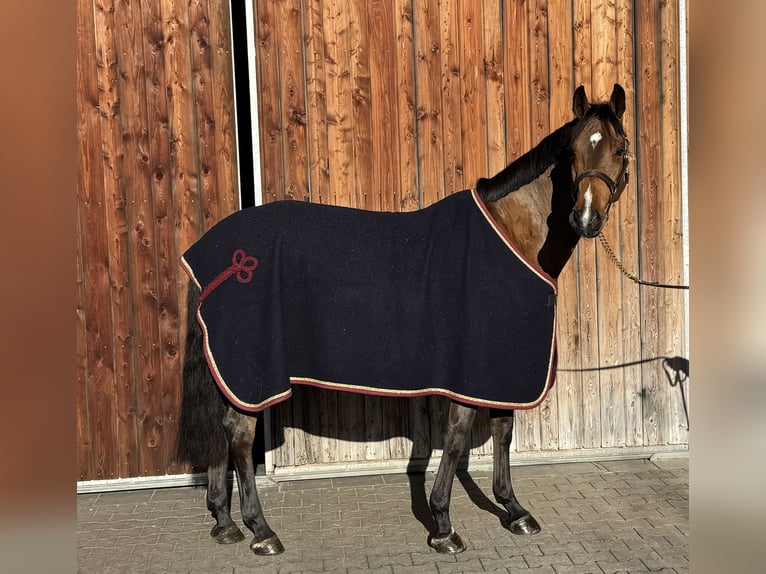 Holsteiner Wallach 6 Jahre 169 cm Hellbrauner in Erharting