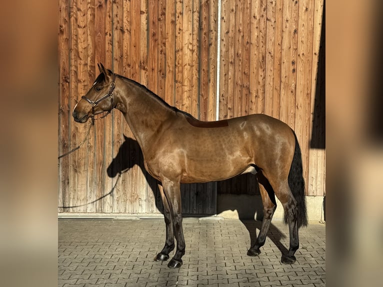 Holsteiner Wallach 6 Jahre 169 cm Hellbrauner in Erharting