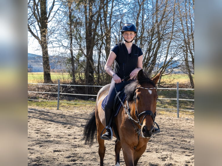 Holsteiner Wallach 6 Jahre 170 cm Brauner in Lochen am See