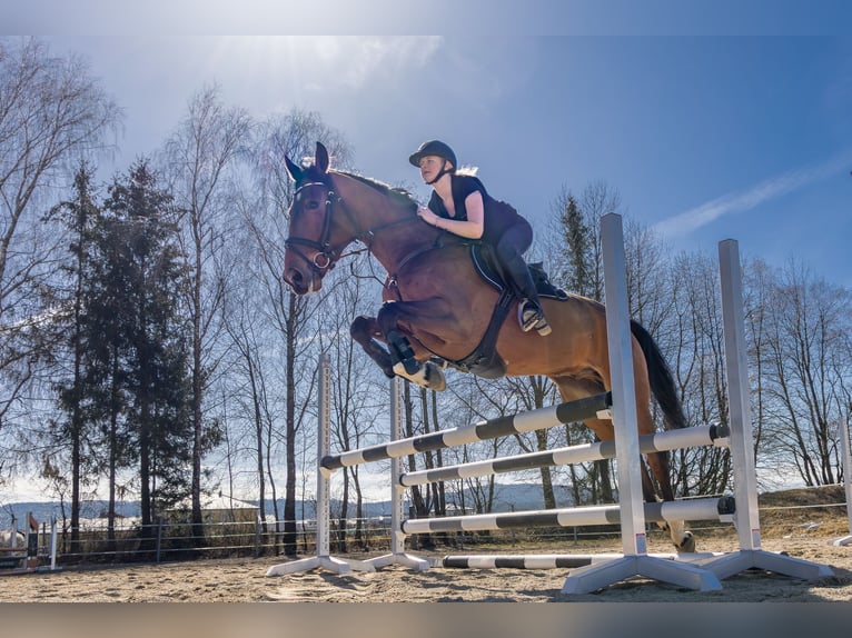 Holsteiner Wallach 6 Jahre 170 cm Brauner in Lochen am See